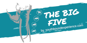 Logo Big Five Safari